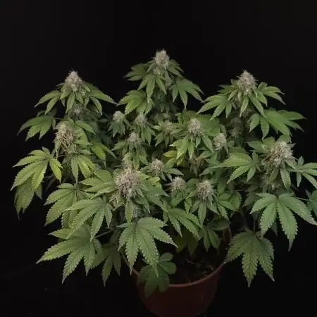 Skunk