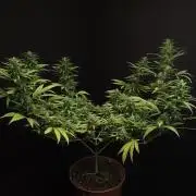 Power plant