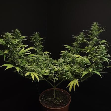 Power plant