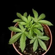 Test 605