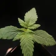 White widow auto