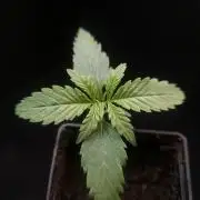 Girl scoute cookies auto