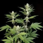 Test 10x51