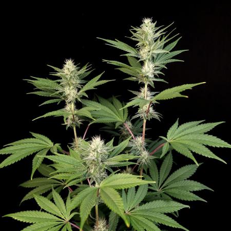 Test 10x51