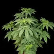 Test 604