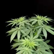 Test 93