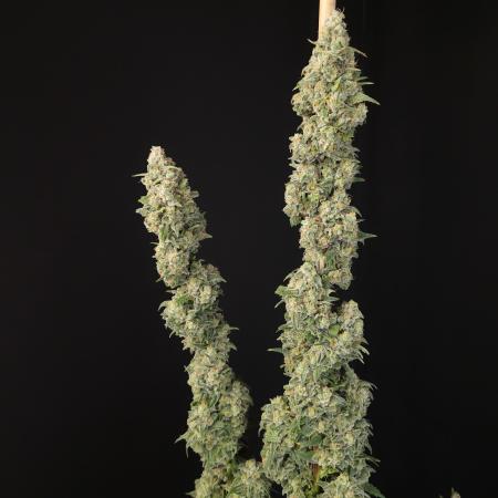 Nevilles Haze fem