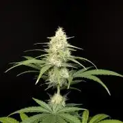 605 test 3