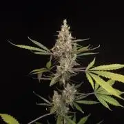 G.s.c 2