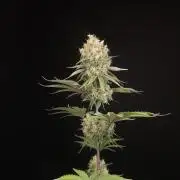 Skunk 2