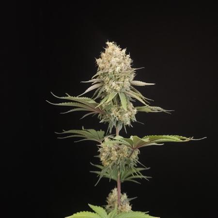 Skunk 2