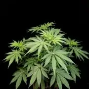 Test 93