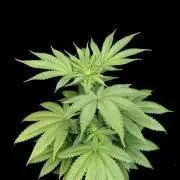 Test 605.  2