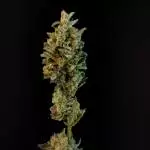 ORIGINAL line Chemdawg