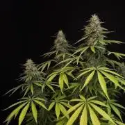 Test 93