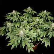 Skunk