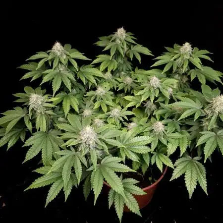 Skunk
