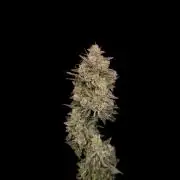 White Widow auto 3