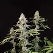 Test 605