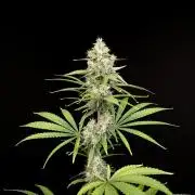 Power plant 2