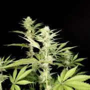 Test 605