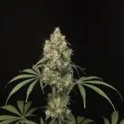 92 test 3