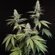 Test 10x51