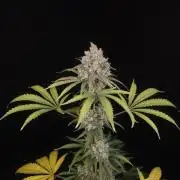 Zkittlez 2