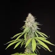 Test 10x51.  2