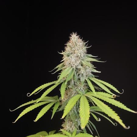 Test 10x51.  2