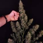 ORIGINAL line Amnesia Haze