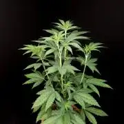 Test 10x51