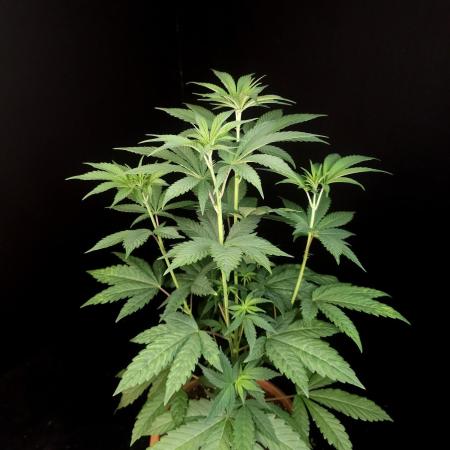 Test 10x51