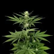 Test 604.  2