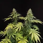 Test 604