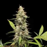 White widow auto