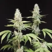 Test 10x51