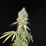 Test 92  2