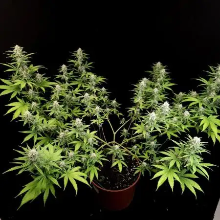 Zkittlez