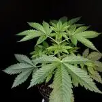 Test 50151 (2)