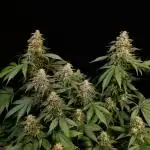 R U N T Z Eternity Grow Cup.