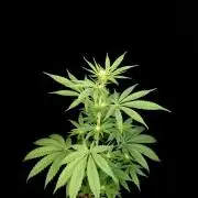 Test 92  2