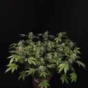 Snow White