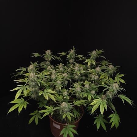Snow White