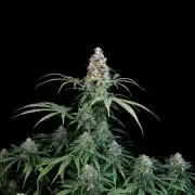 Gorilla Automatic
