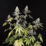 Test 605