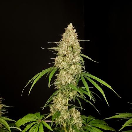 KONG #4 AUTO 2 (soil)