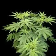 Test 604