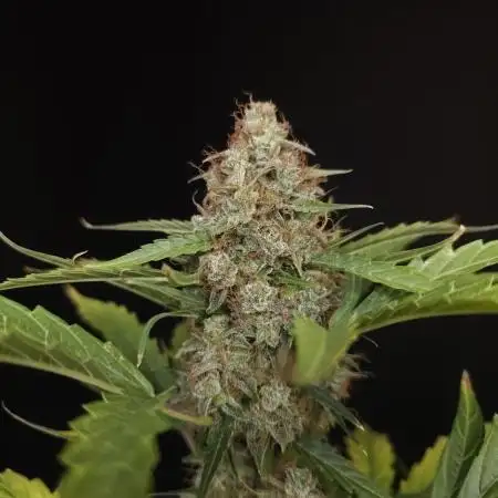 Zkittlez automatic