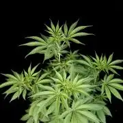 Test 605